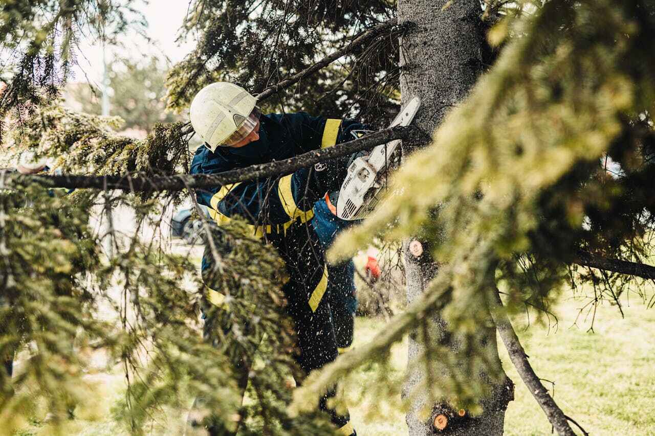 Best Professional Tree Care  in USA